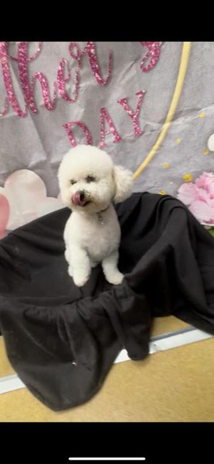 Petsburgh Pet Care Image