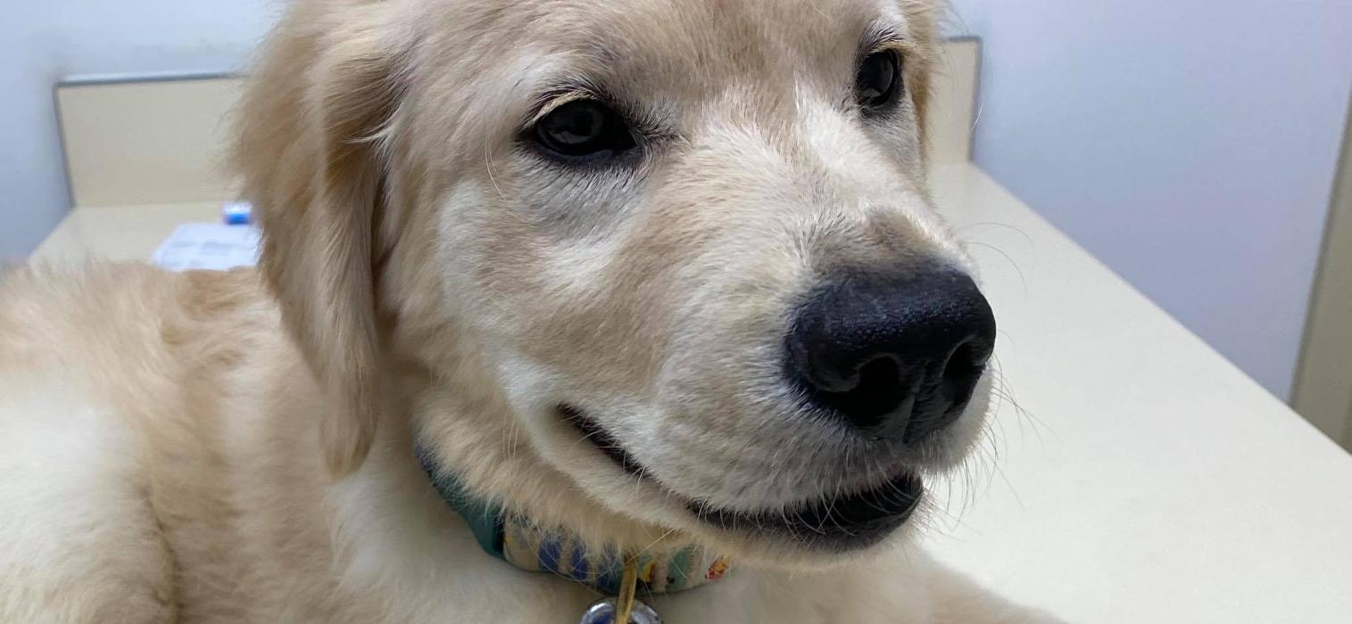 Petsburgh Pet Care Image