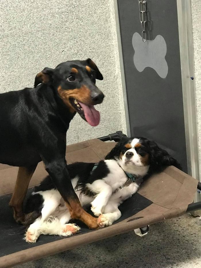 Petsburgh Pet Care Image