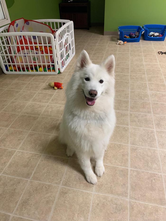 Petsburgh Pet Care Image