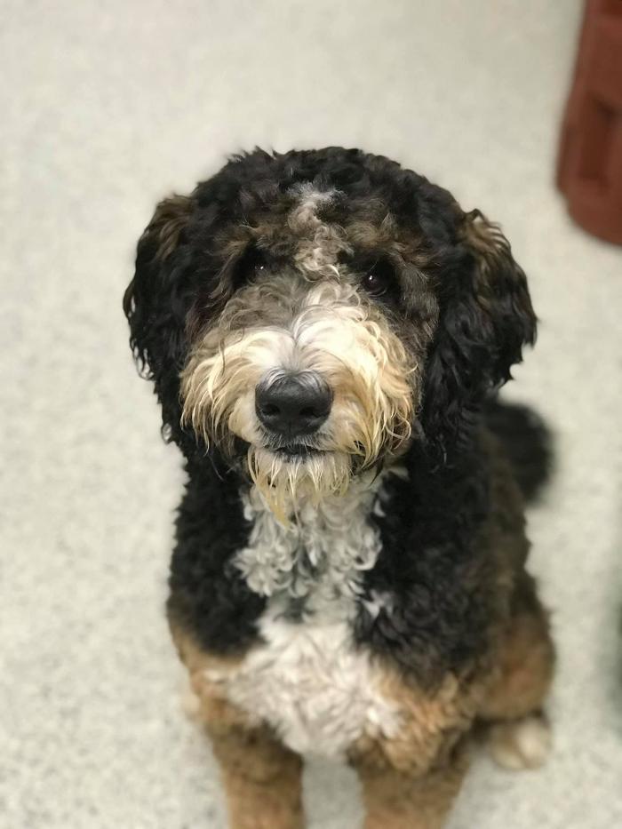 Petsburgh Pet Care Image