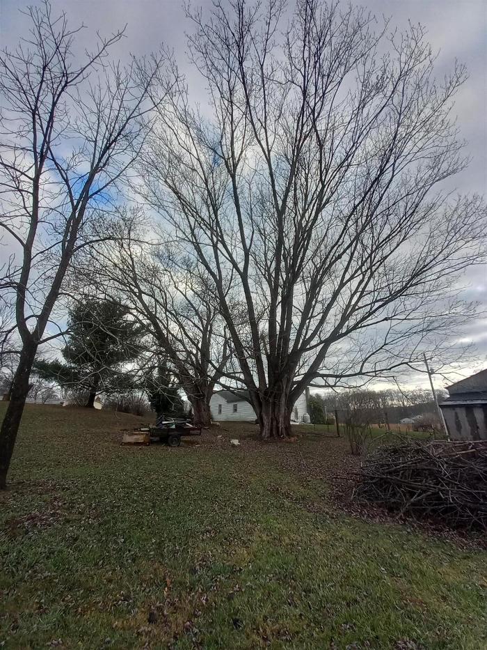 Wyrick Tree Service - Oakvale, WV