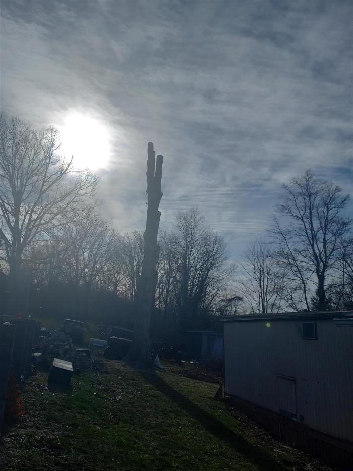 Wyrick Tree Service - Oakvale, WV