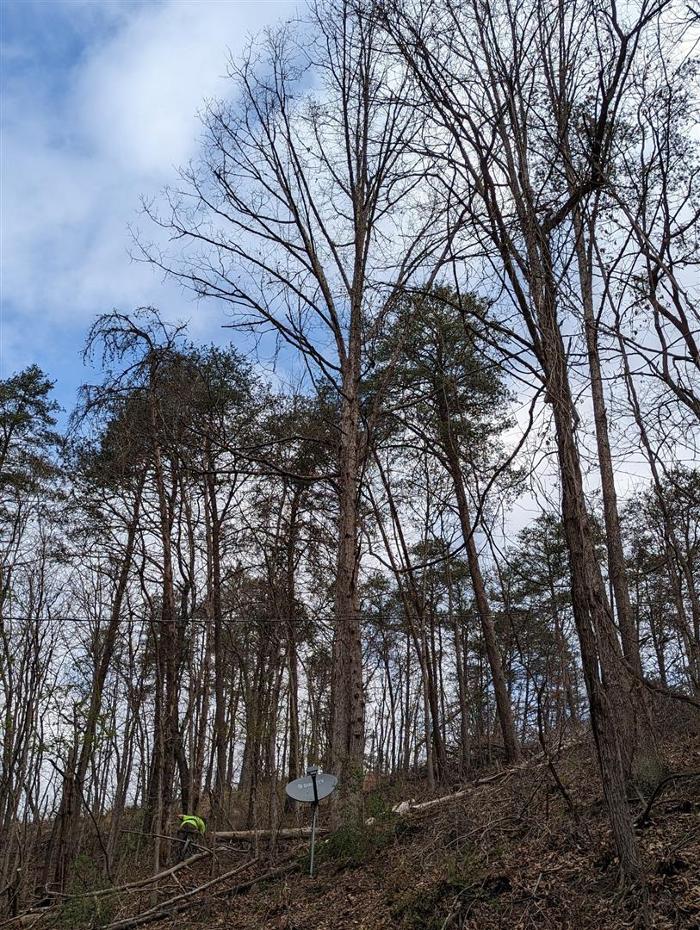 Wyrick Tree Service - Oakvale, WV