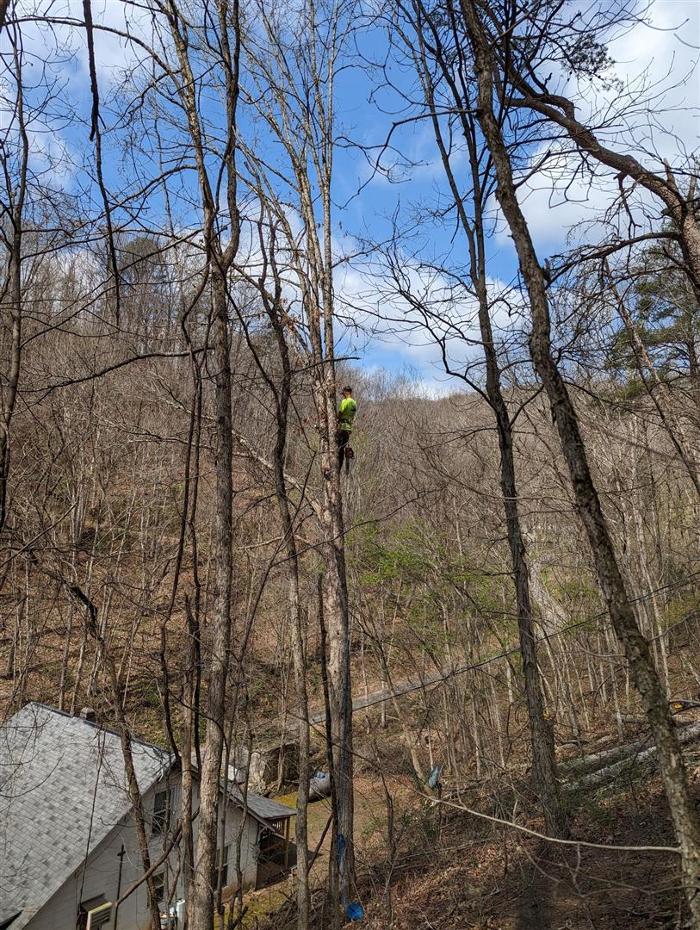 Wyrick Tree Service - Oakvale, WV