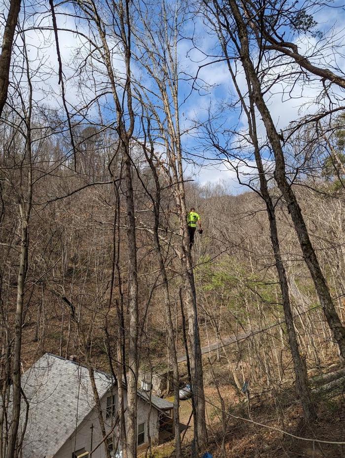 Wyrick Tree Service - Oakvale, WV