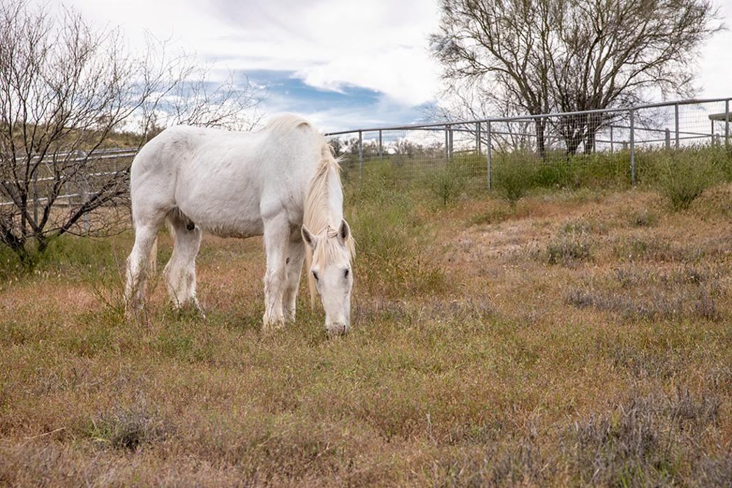 The Meadows Adolescent Center - Morristown, AZ