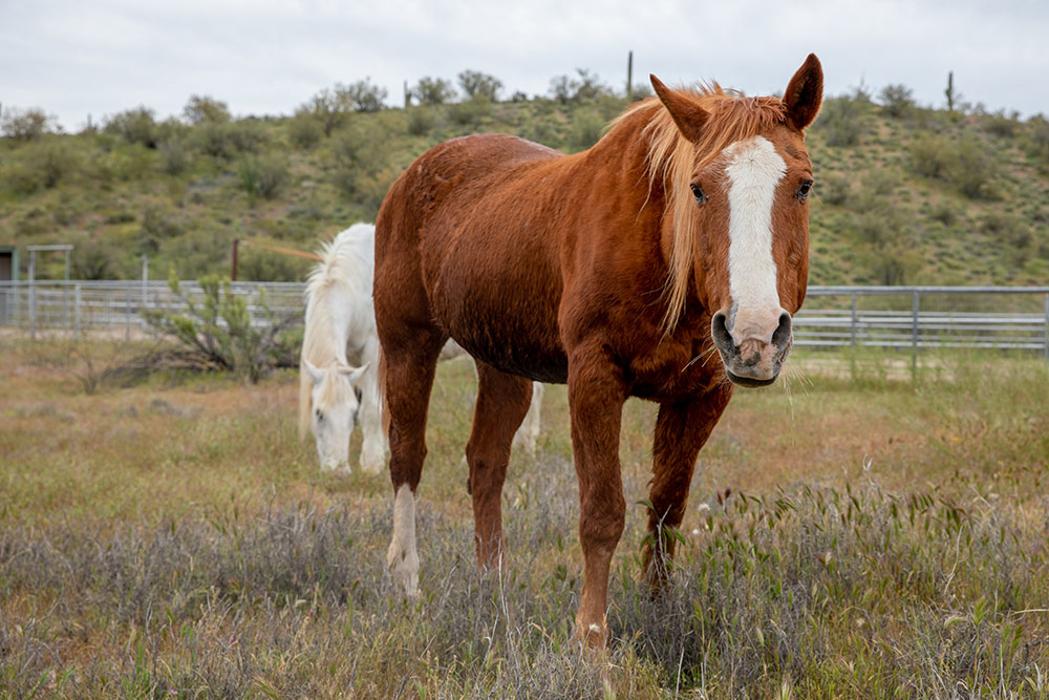 The Meadows Adolescent Center - Morristown, AZ