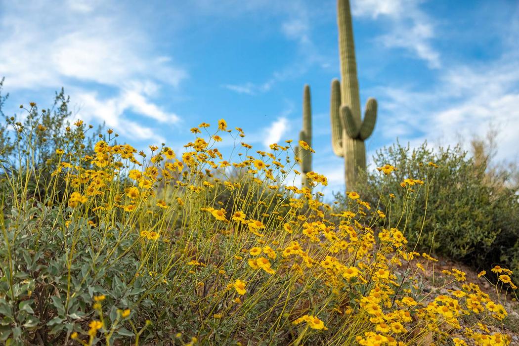 The Meadows Adolescent Center - Morristown, AZ