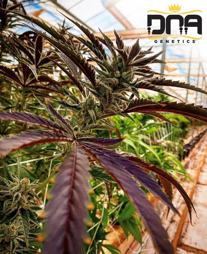 JARS Cannabis - Yuma - Somerton, AZ