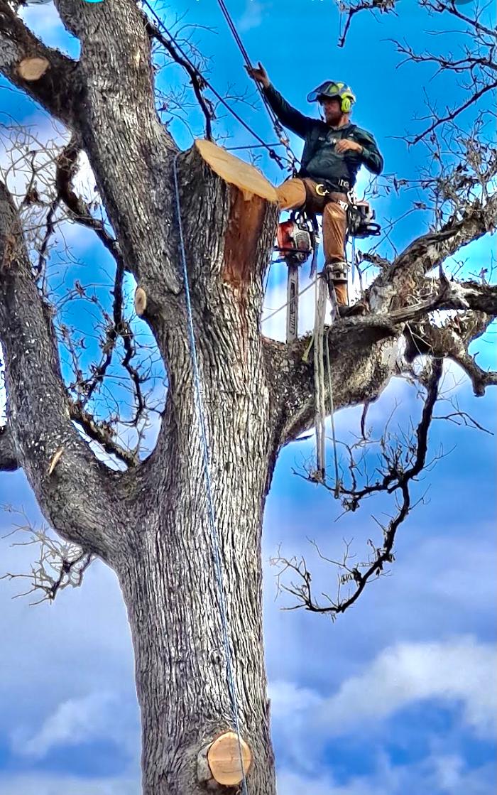 C&B Tree Service - Lufkin, TX
