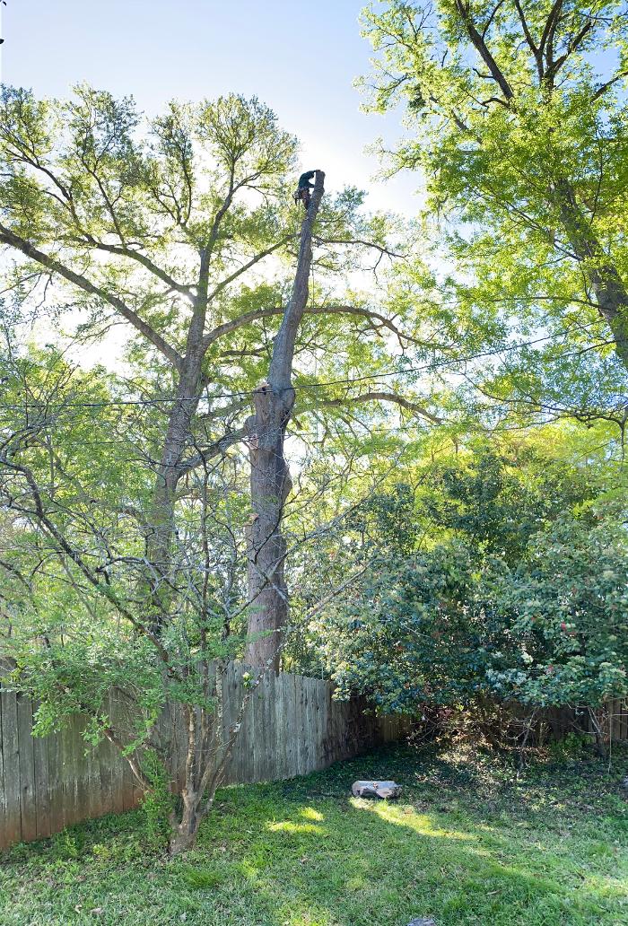 C&B Tree Service - Lufkin, TX