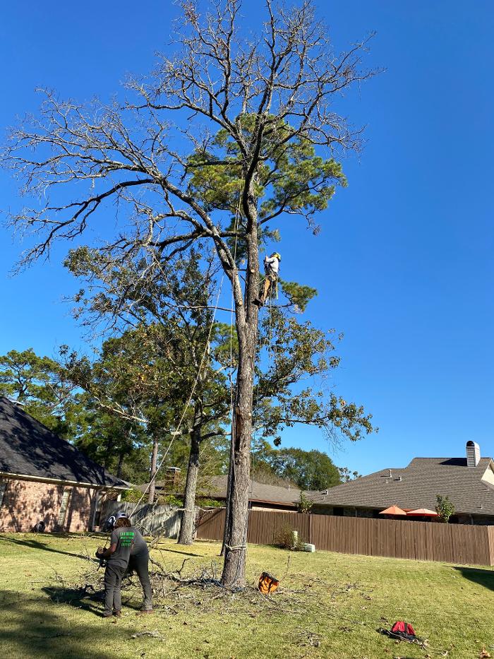 C&B Tree Service - Lufkin, TX
