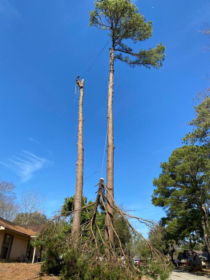 C&B Tree Service - Lufkin, TX