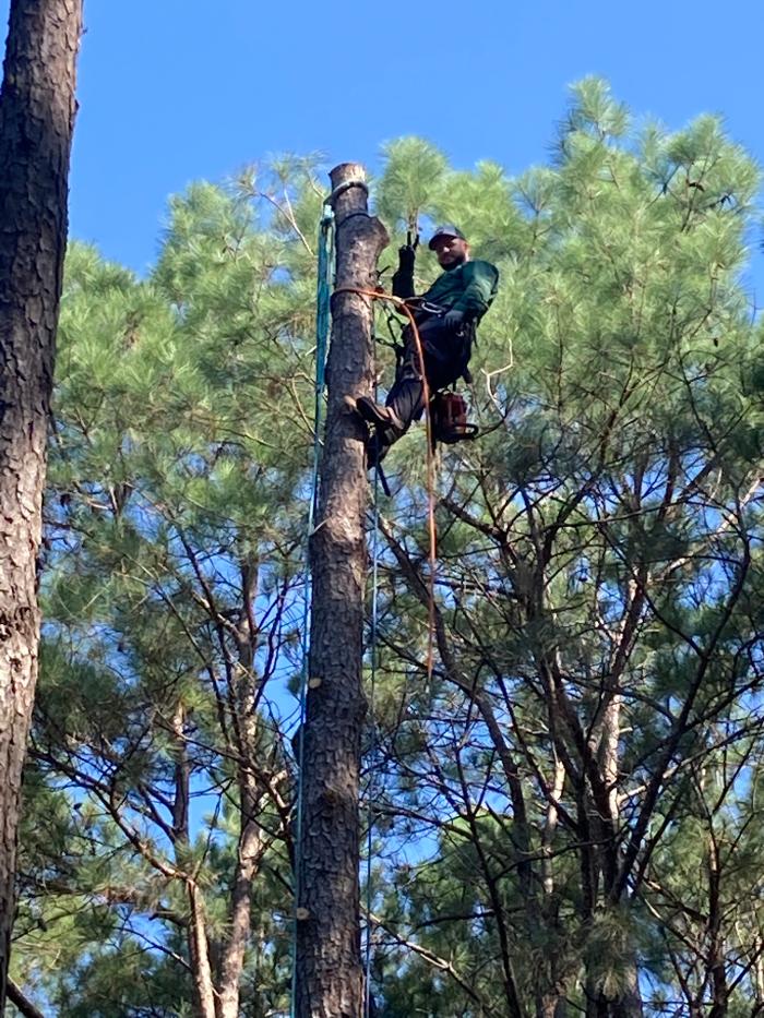 C&B Tree Service - Lufkin, TX