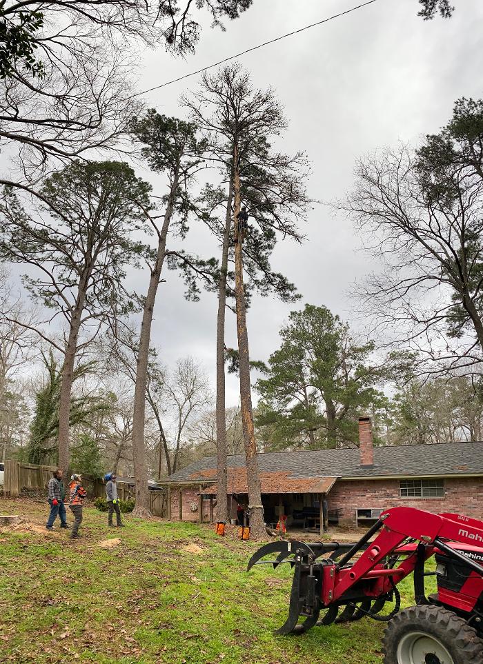 C&B Tree Service - Lufkin, TX