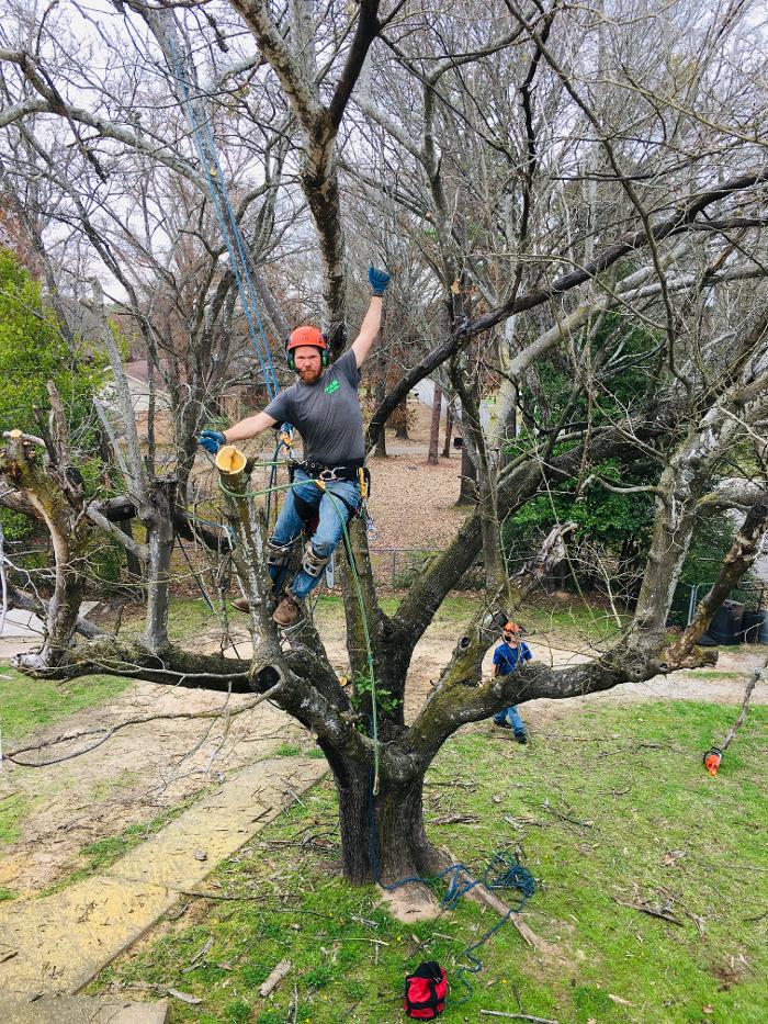 C&B Tree Service - Lufkin, TX