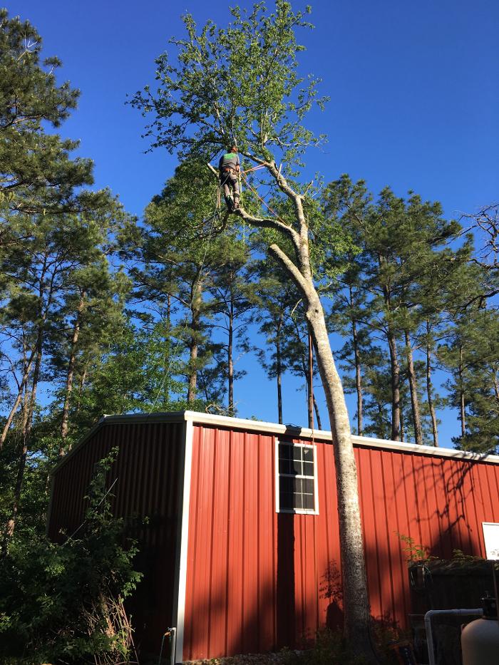 C&B Tree Service - Lufkin, TX