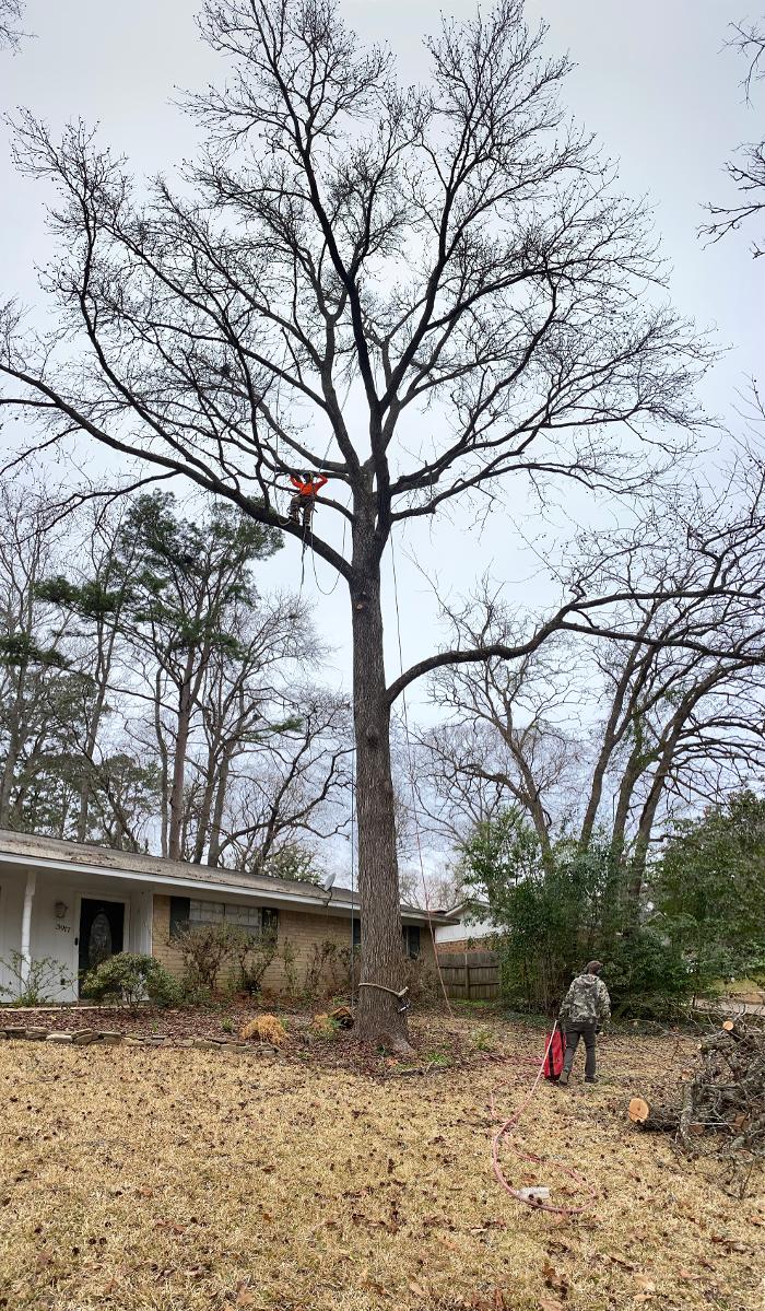 C&B Tree Service - Lufkin, TX