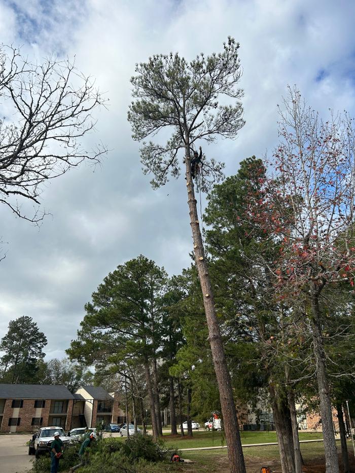 C&B Tree Service - Lufkin, TX