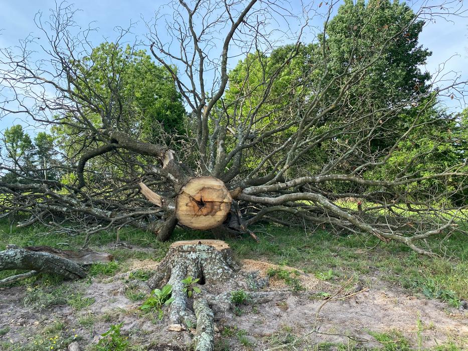 C&B Tree Service - Lufkin, TX