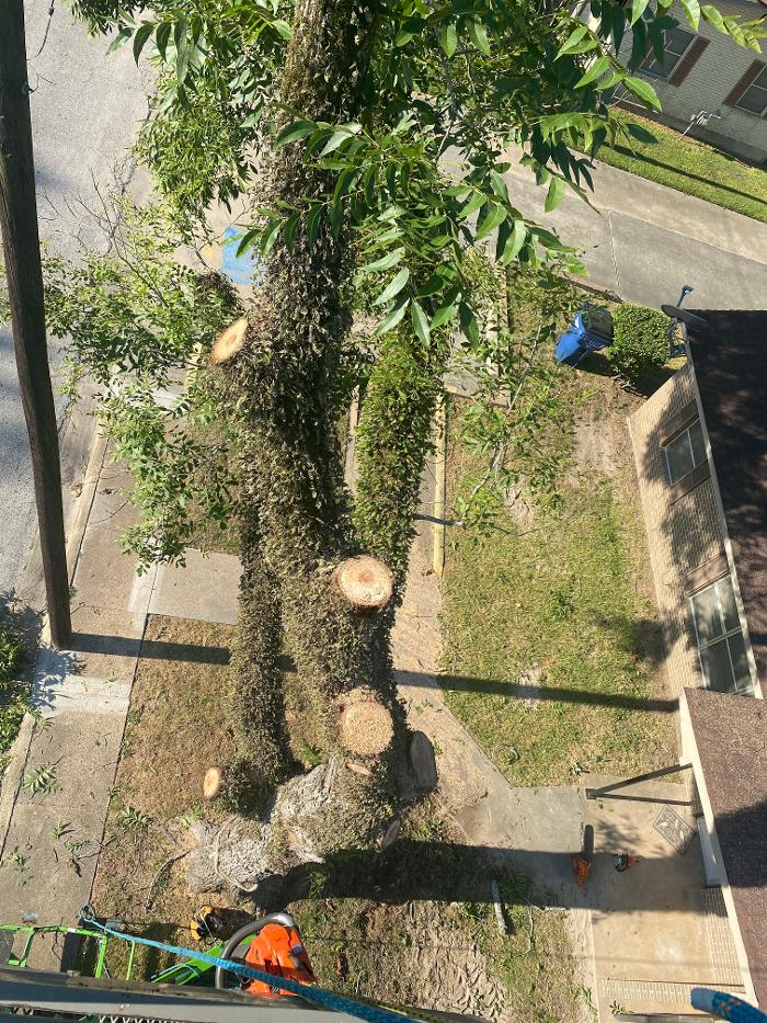 C&B Tree Service - Lufkin, TX