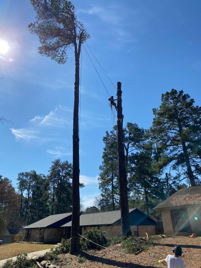 C&B Tree Service - Lufkin, TX