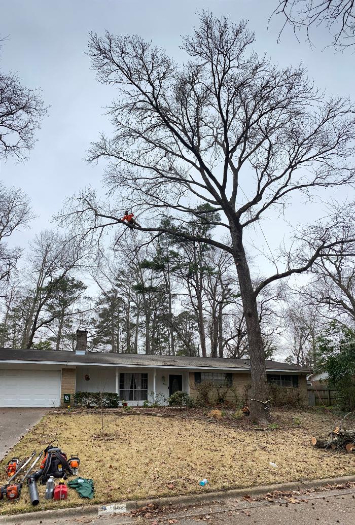 C&B Tree Service - Lufkin, TX