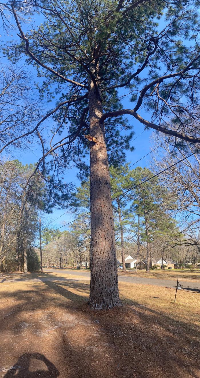 C&B Tree Service - Lufkin, TX