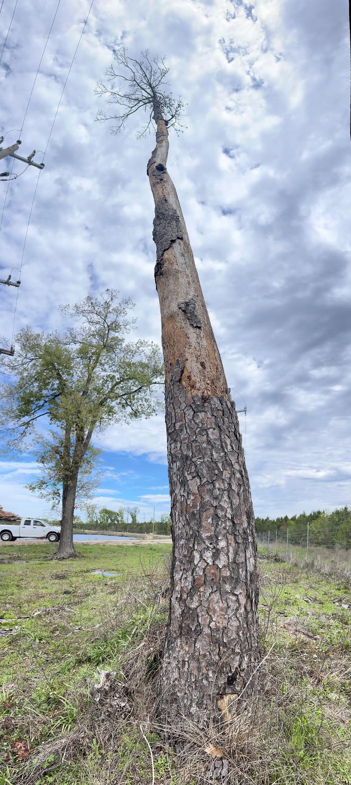 C&B Tree Service - Lufkin, TX