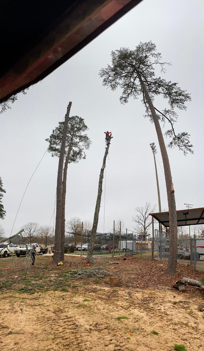 C&B Tree Service - Lufkin, TX