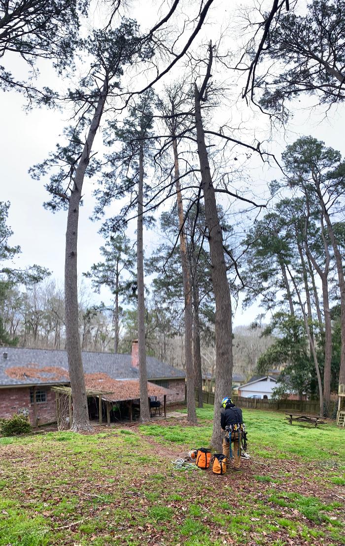 C&B Tree Service - Lufkin, TX