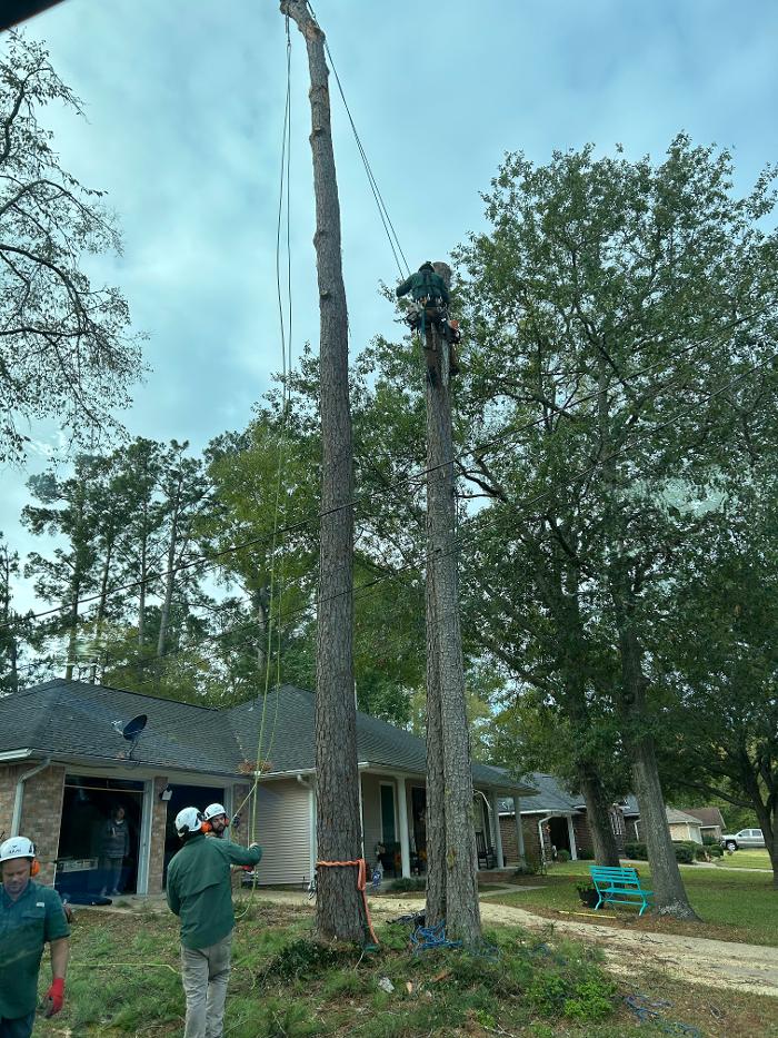 C&B Tree Service - Lufkin, TX