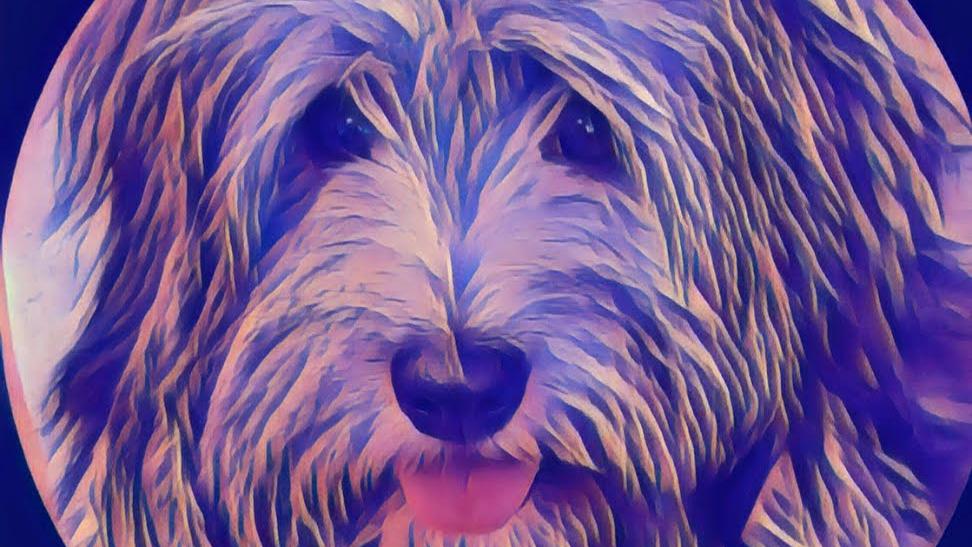 Hundesalon Schicke-Pfötchen, Budenheimer Weg in Ingelheim am Rhein