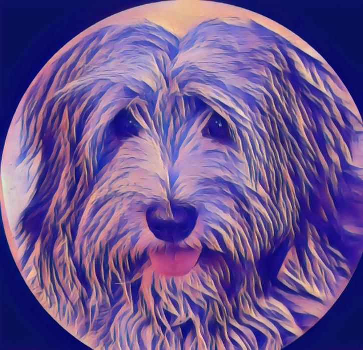 Hundesalon Schicke-Pfötchen in Ingelheim am Rhein