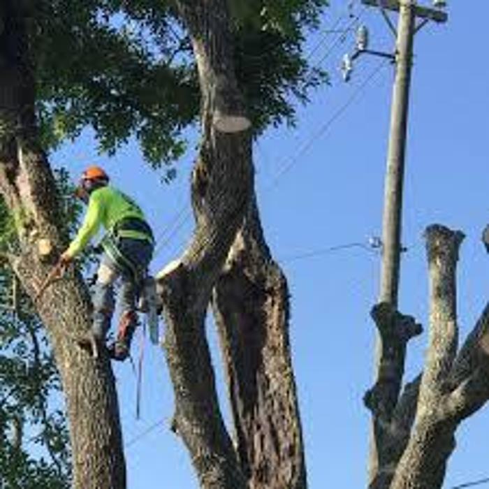 Carlos Tree Service - Stockton, CA