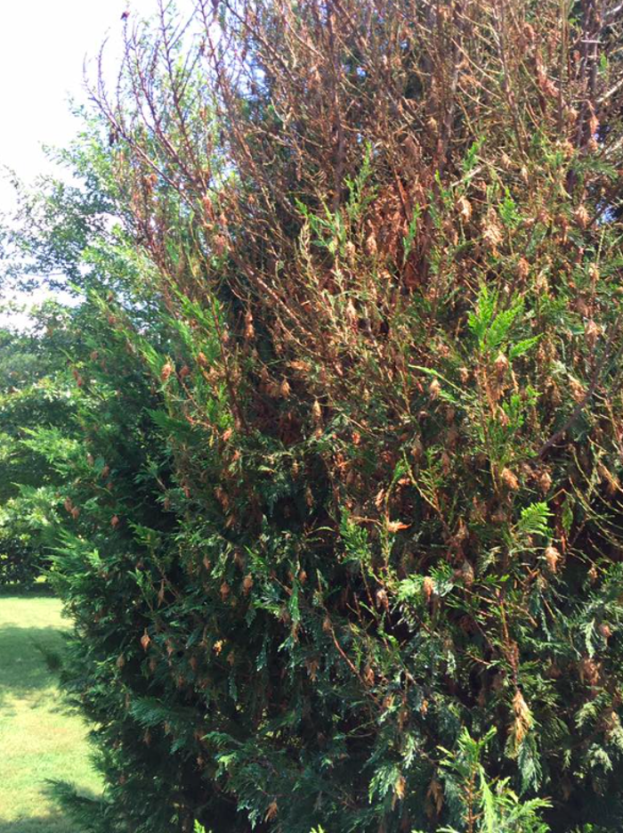 Ogles Exterminating - Glasgow, KY