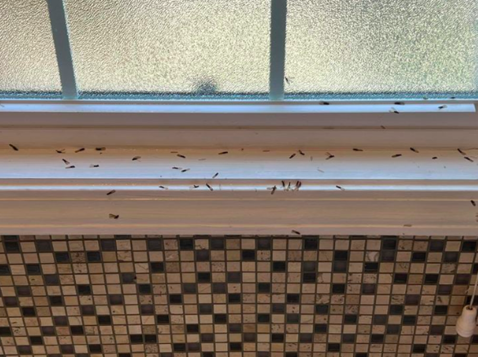 Ogles Exterminating - Glasgow, KY