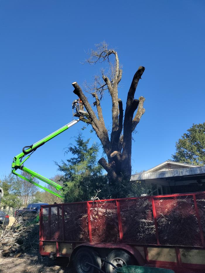 Daniel's Tree Experts - Terrell, TX
