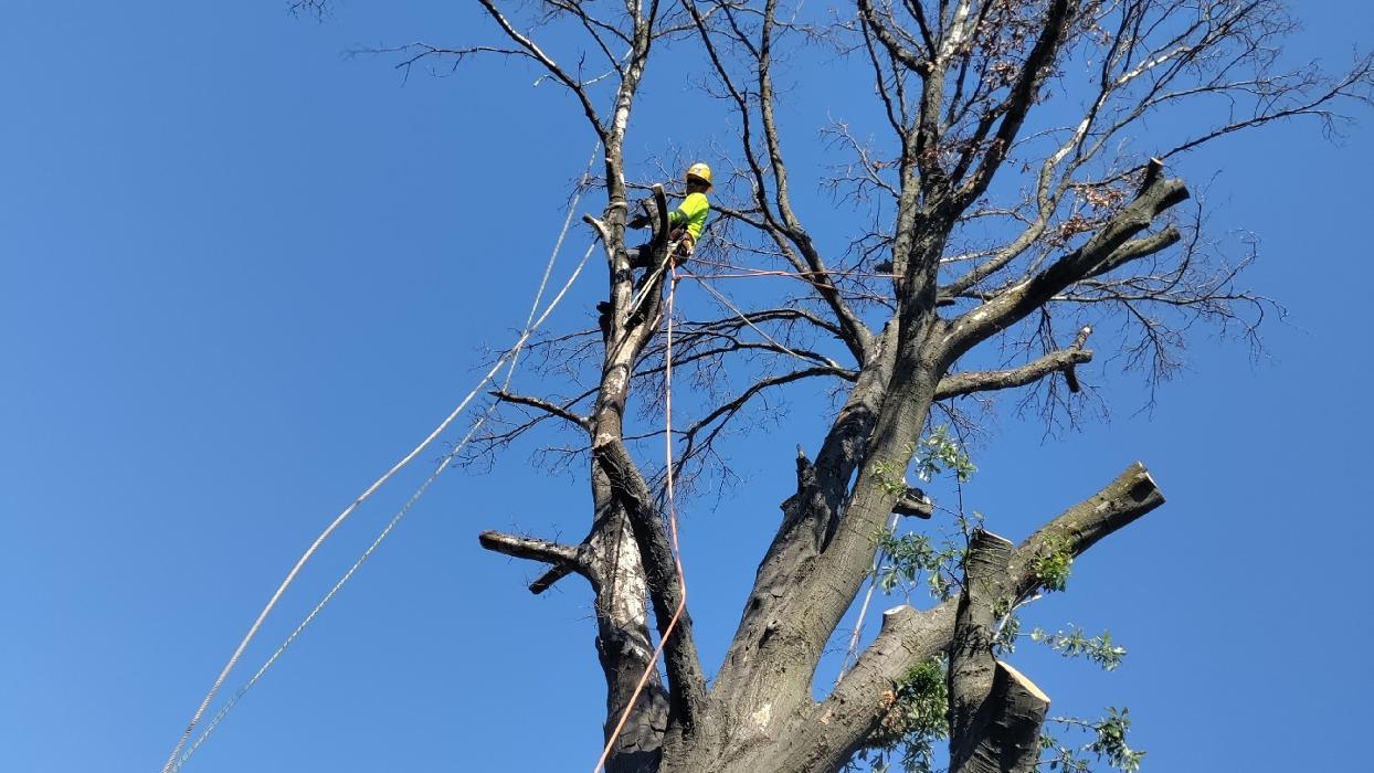 Daniel's Tree Experts - Terrell, TX