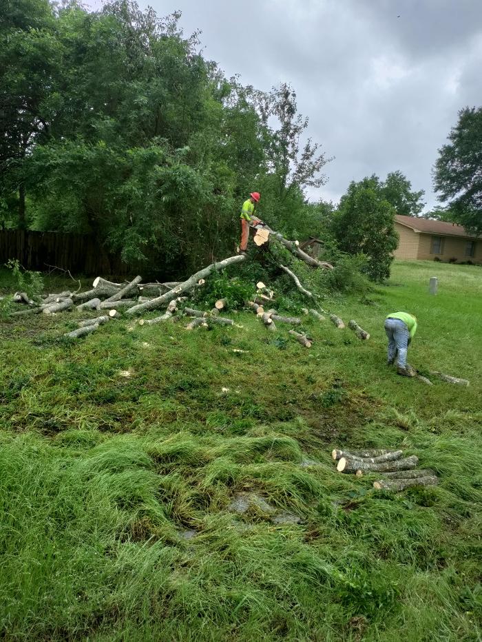 Daniel's Tree Experts - Terrell, TX