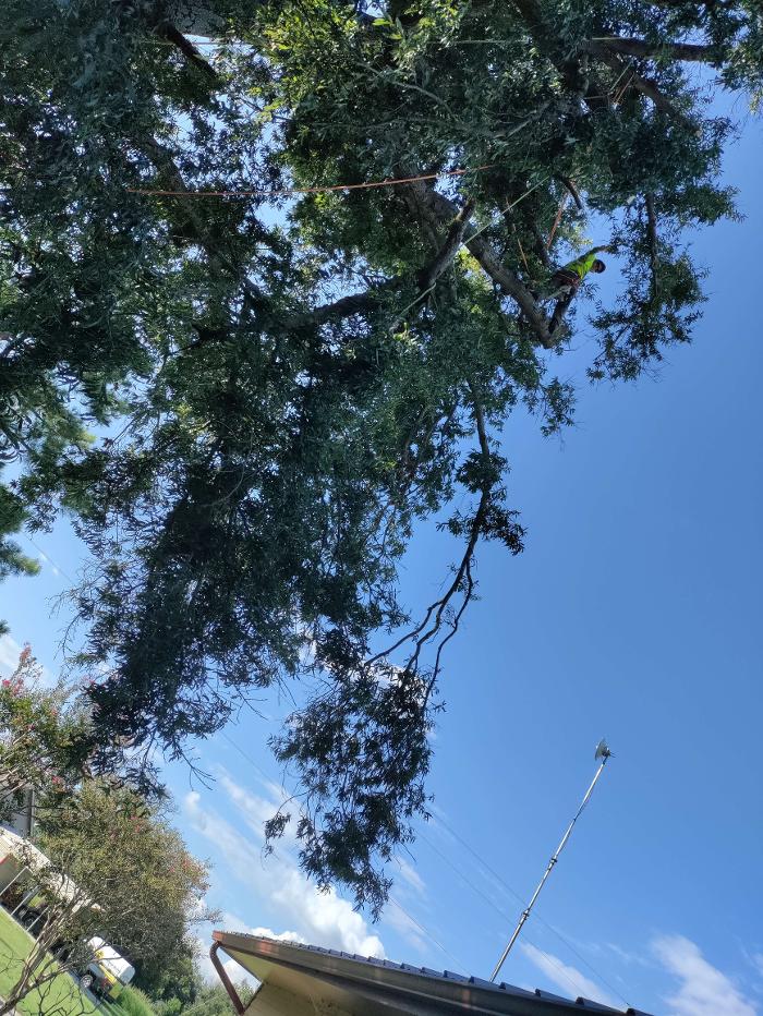 Daniel's Tree Experts - Terrell, TX