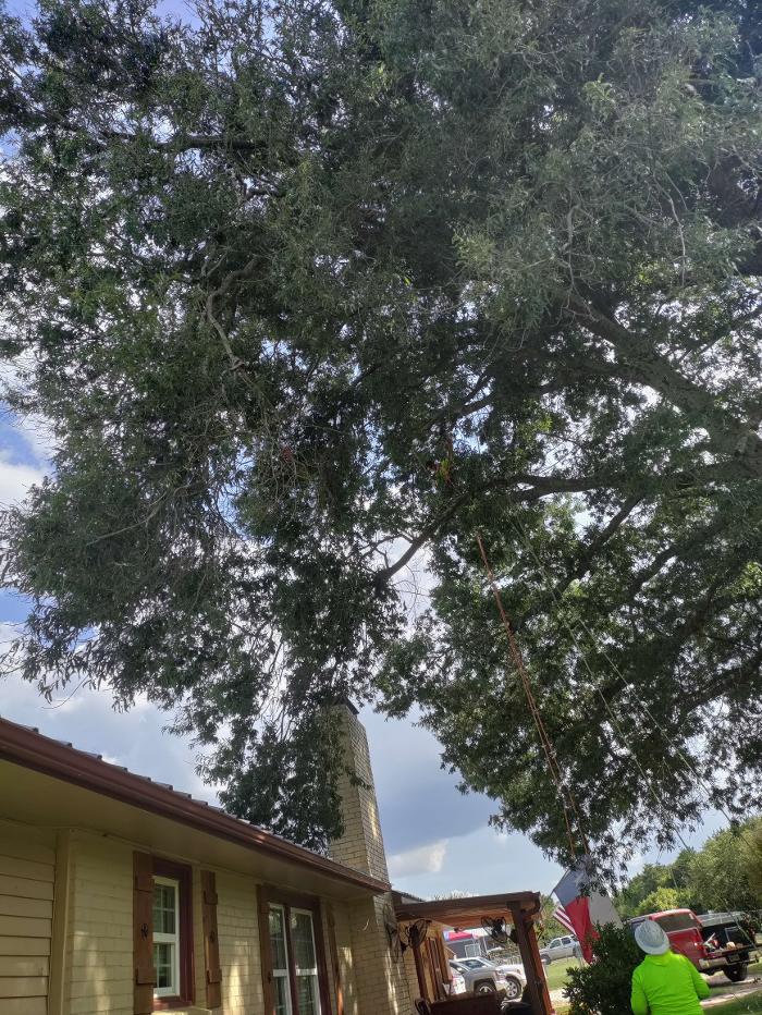 Daniel's Tree Experts - Terrell, TX