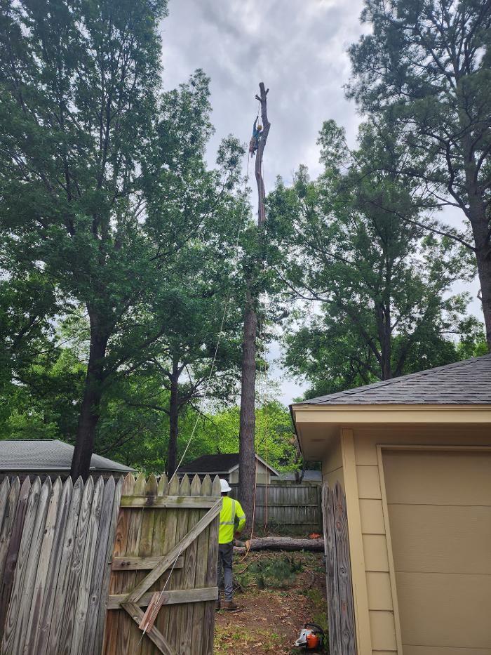 Daniel's Tree Experts - Terrell, TX