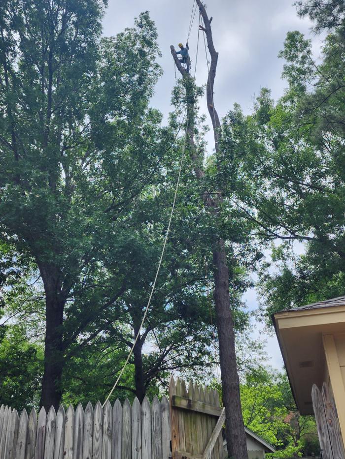 Daniel's Tree Experts - Terrell, TX