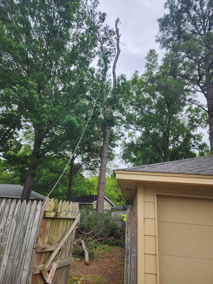 Daniel's Tree Experts - Terrell, TX