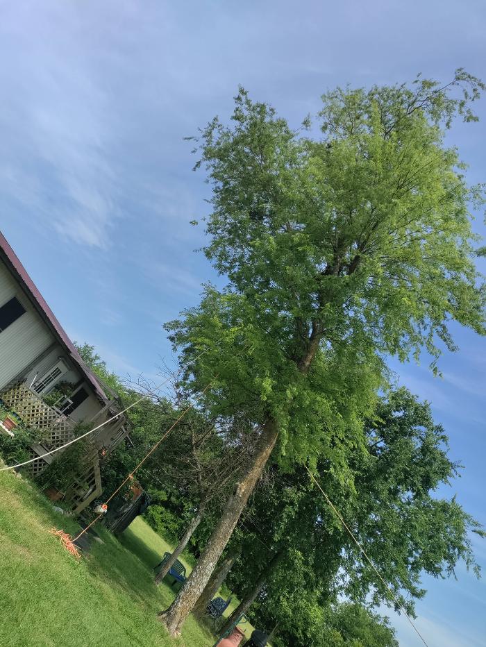 Daniel's Tree Experts - Terrell, TX