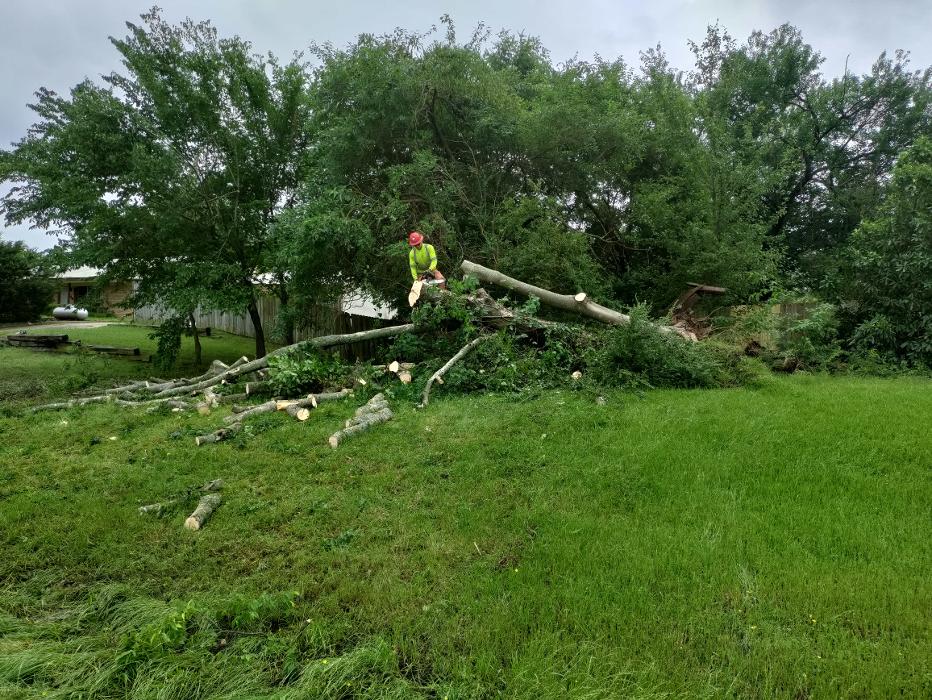 Daniel's Tree Experts - Terrell, TX