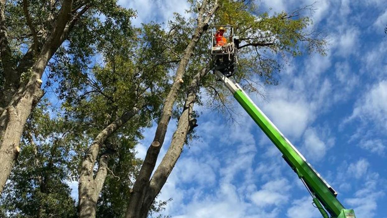 Daniel's Tree Experts - Terrell, TX