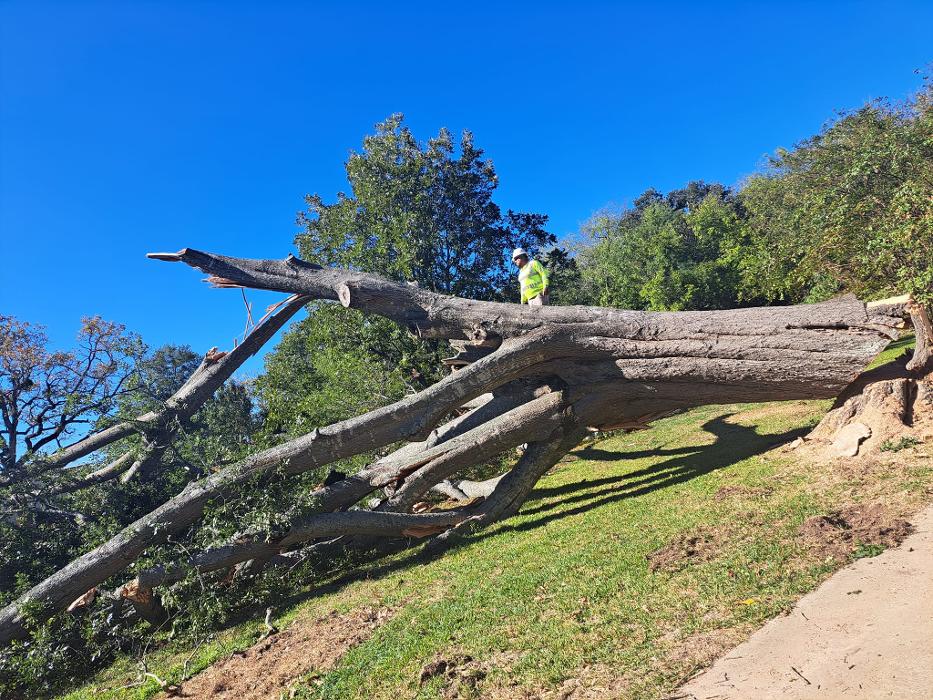 Daniel's Tree Experts - Terrell, TX